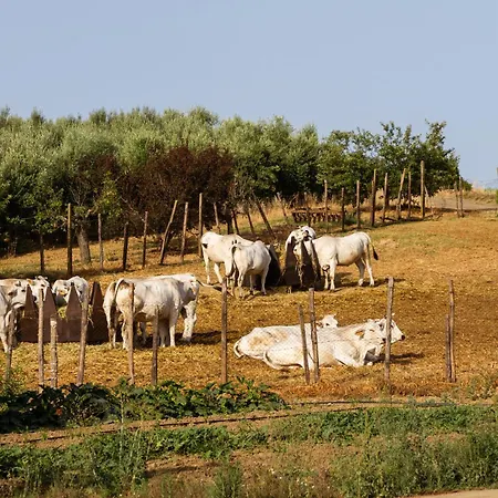 Capracotta - Luna Lantgård *